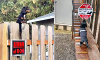 VIDEO: Cute Sausage Dog Loves Guarding His Home, So Owners Build Him His Own Cool Ramp
