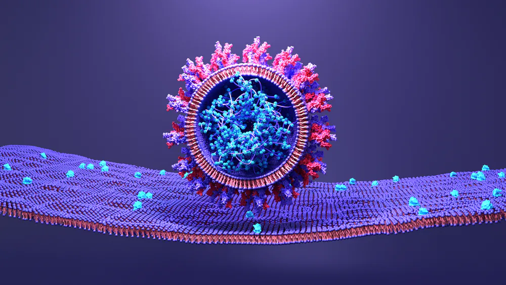 Rendering of SARS-CoV-2 spike proteins binding to ACE2 receptors. (Shutterstock)