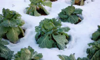 The Impatient Gardener: Secrets of the Winter Garden