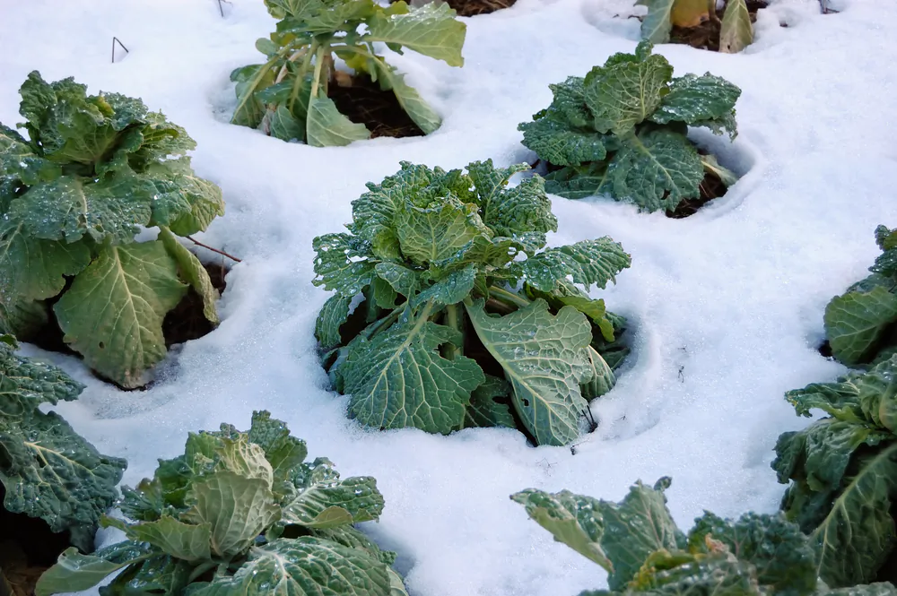 Many cold-tolerant vegetables actually grow sweeter and tastier after a frost. (aletermi/Shutterstock)