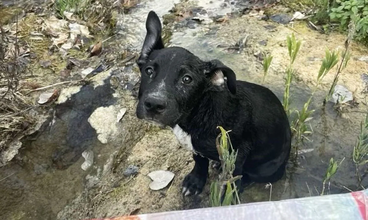(Courtesy of Austin Pets Alive!)