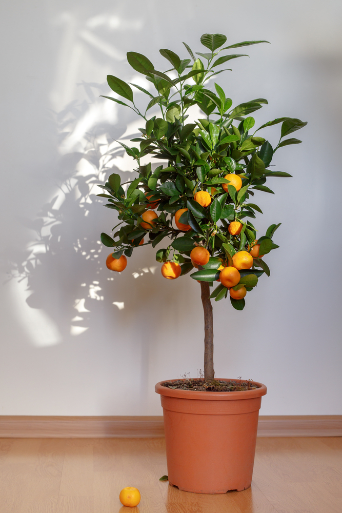 Small,Tangerine,Tree,In,The,Pot,Indoors