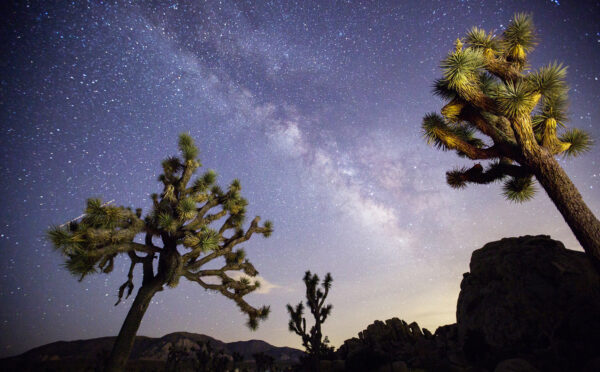 A view of the Milky Way arching over Joshua trees at a park campground popular among stargazers in Joshua Tree National Park