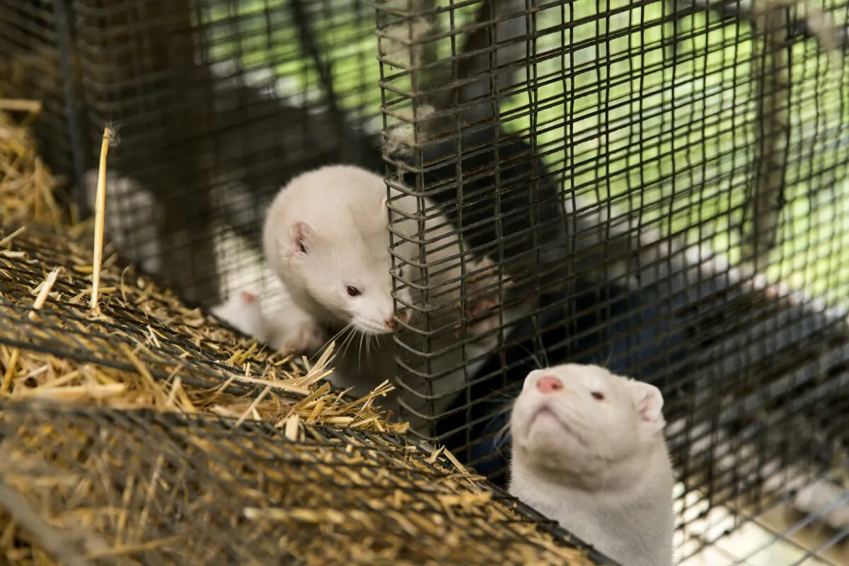 File photo of mink at farm on Nov. 7, 2020. (Ole Jensen/Getty Images)