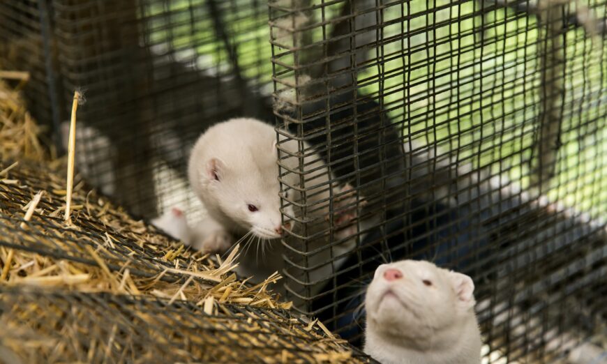 Vandals free countless mink from cages at PA farm.