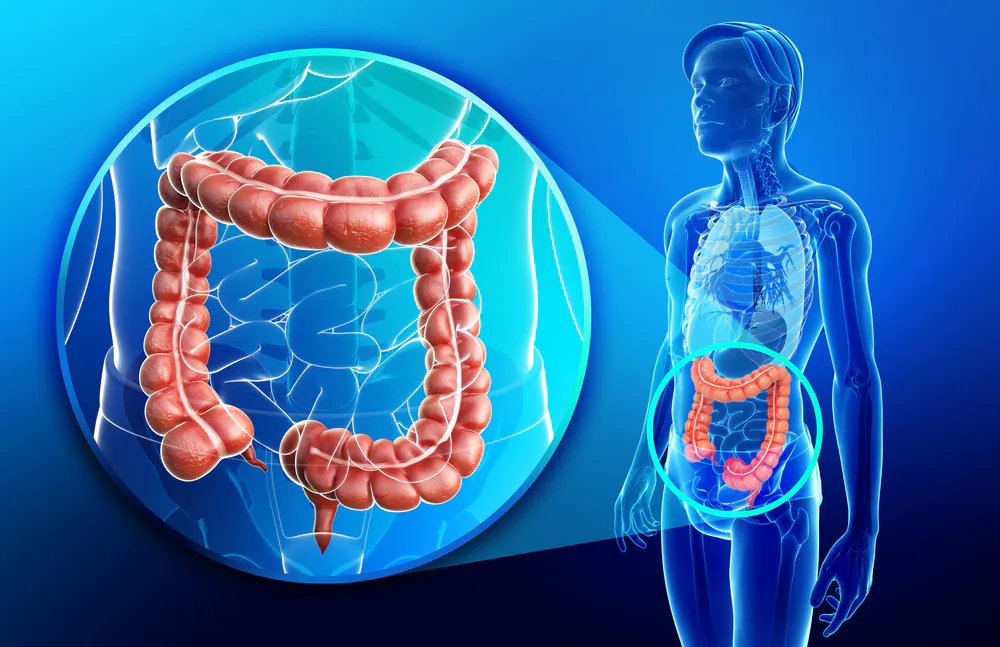 When you have constipation, food moves slowly through the digestive tract. (Shutterstock)