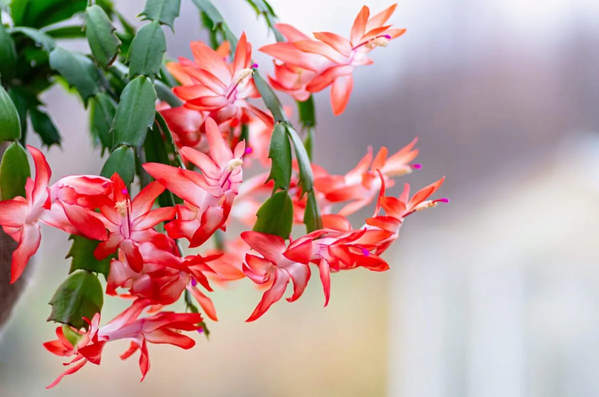 Thanksgiving cacti make good houseplants and bloom in the fall. (Elena_Gr/Shutterstock)