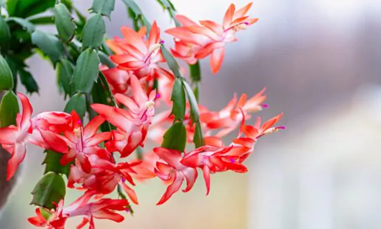 Thanksgiving Cactus
