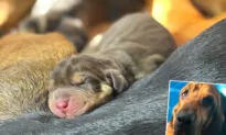 ’10 Best Looking Deputies’: Brevard County Sheriff’s Office K-9 Gives Birth to a Litter of Puppies