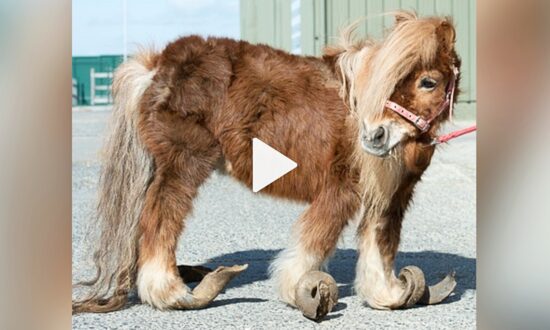Pony Finally Got Rescued After Being Locked Up and Neglected for 10 Years