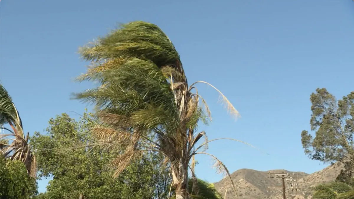 Strong Santa Ana winds lash Sun Valley, Calif., on Nov. 16, 2022, in a still from video. (CNN/Screenshot via NTD)