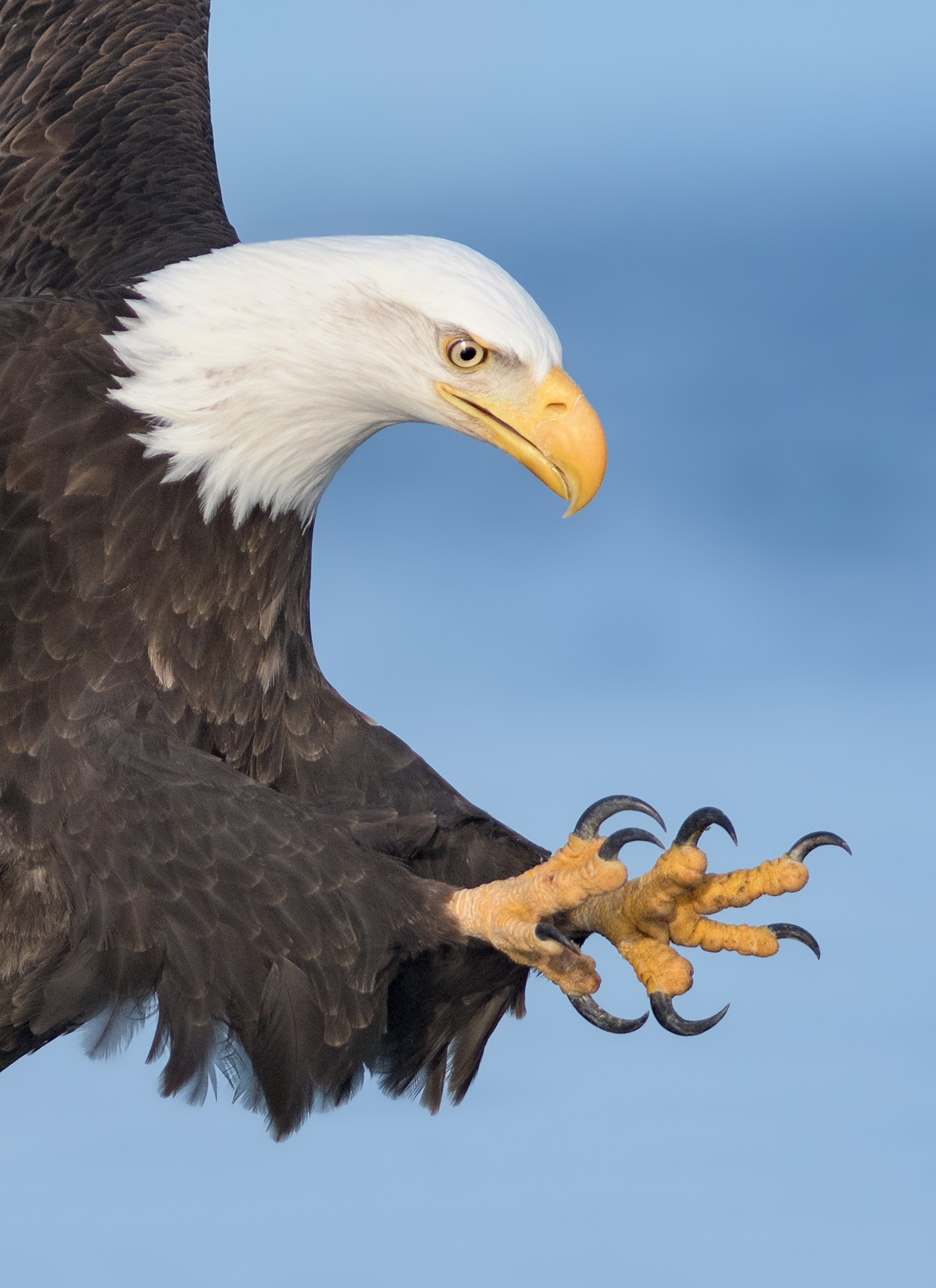 PHOTOS: Bird Photographer Captures Bald Eagles Hunting Fish From Alaskan  Seas