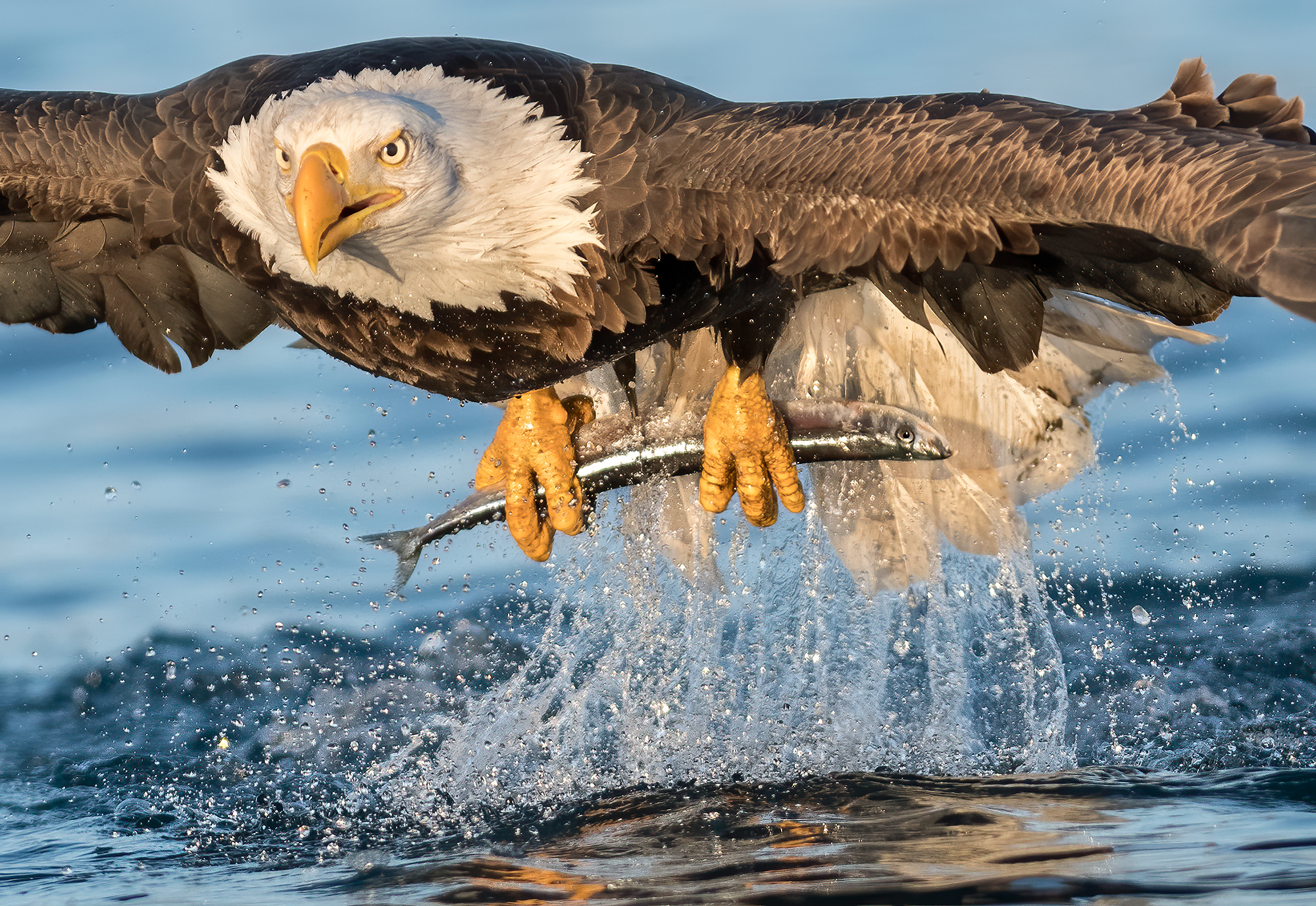 PHOTOS: Bird Photographer Captures Bald Eagles Hunting Fish From Alaskan  Seas