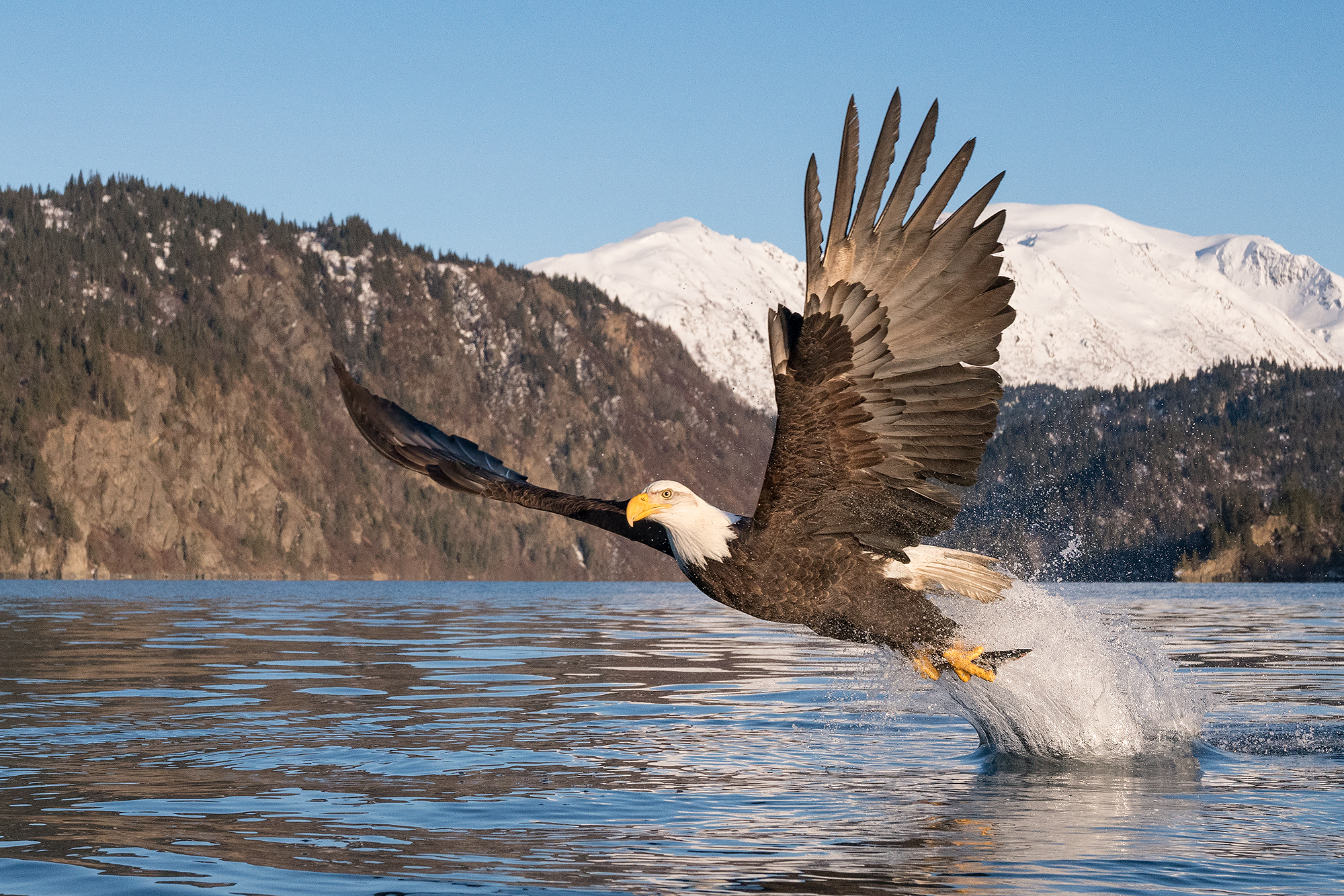 PHOTOS: Bird Photographer Captures Bald Eagles Hunting Fish From Alaskan  Seas