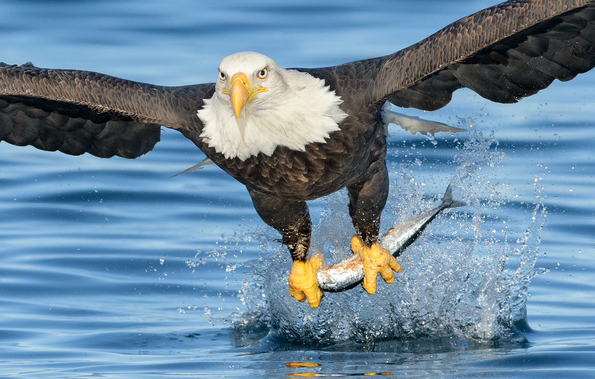 PHOTOS: Bird Photographer Captures Bald Eagles Hunting Fish From Alaskan  Seas