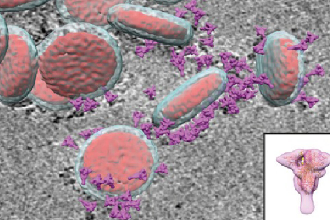 Tomogram section of Wuhan virions in cross-section showing surface spike proteins (purple) surrounding the viral membrane (pale blue) and the nucleocapsid (red) in the virus interior.