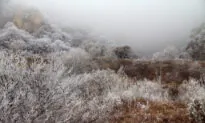 Let Nature Push You to Grow Before the First Frost Arrives