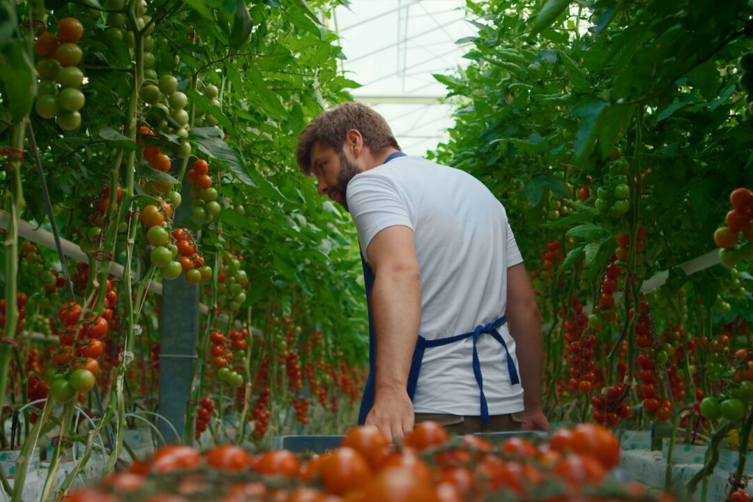 Organic experts say hydroponics is one of a few primary threats to the integrity of the organic program.(Stockbusters/Shutterstock)
