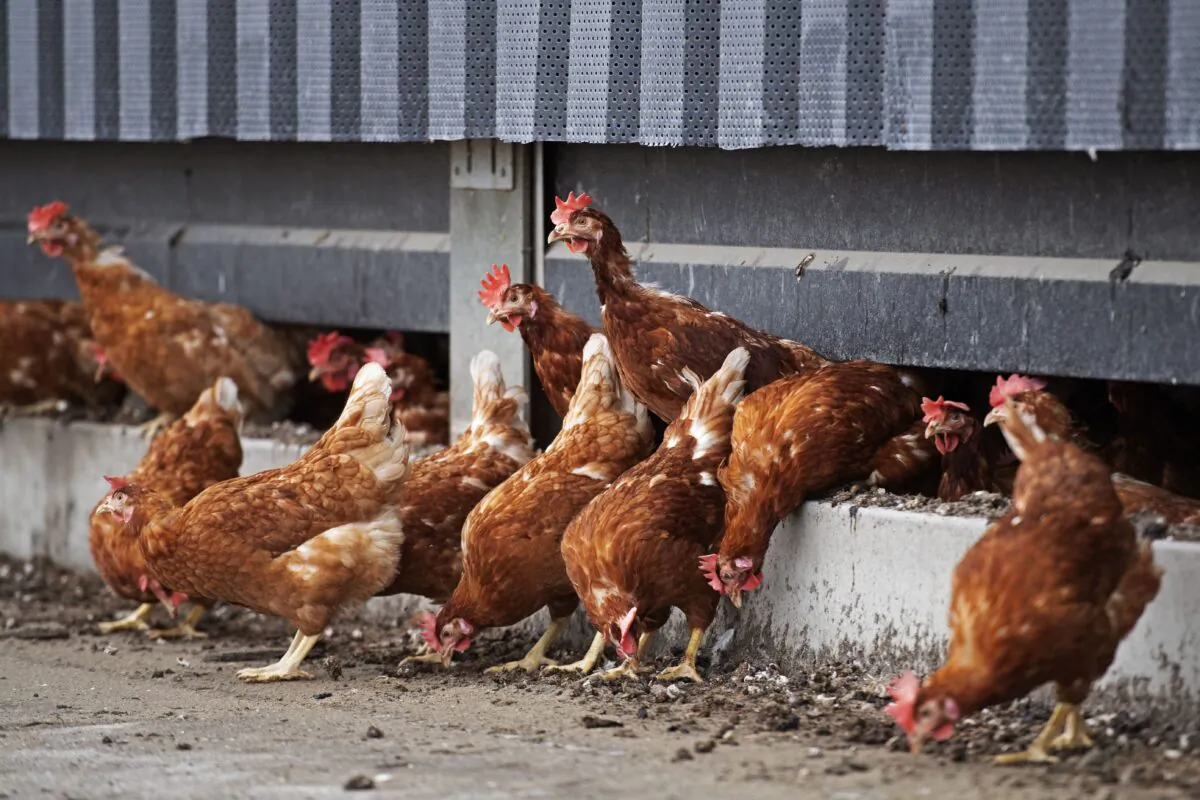 Chickens from a poultry farm are going outside again in Winkel, Netherlands, on April 29, 2020. (Olaf Kraak/ANP/AFP via Getty Images)