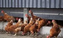 Salmonella Outbreak Linked to Poultry Continues to Spread Nationwide as 13 Cases Hit Washington