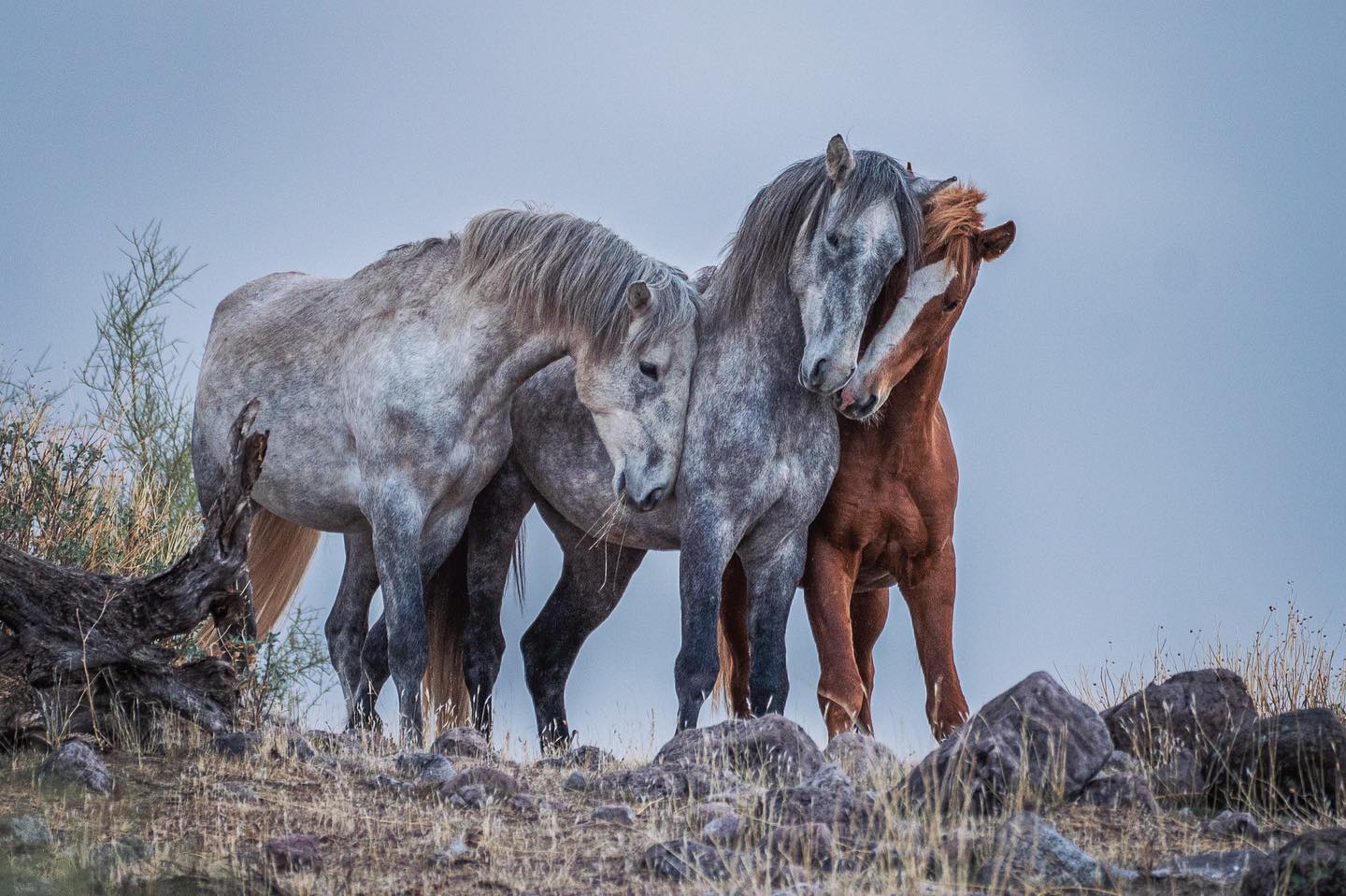 Дикие лошади. Степная лошадь. Фото диких лошадей. Красота лошадей.