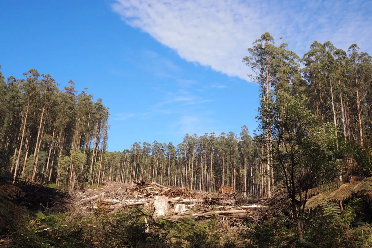 Logged trees in Mountain Ash forest, Victoria, Australia, on April 30, 2018. (AAP Image/The Australian National University)