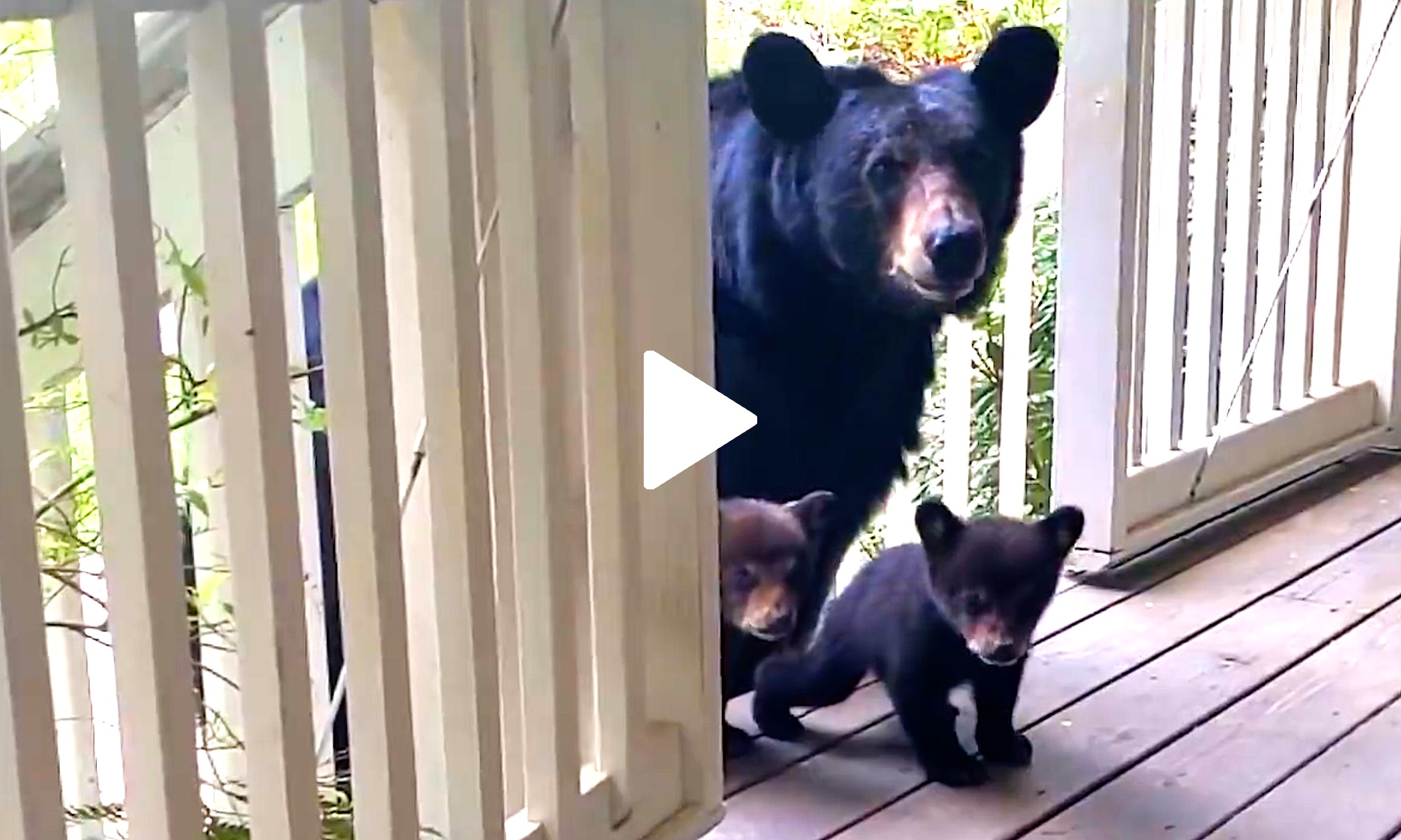 Mother Bear Brings Her First Litter of Cubs to Visit a Man's House - Vimarsana News