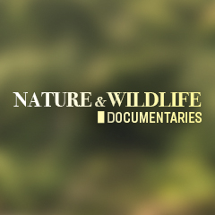 Nature & Wildlife
