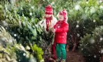 Choosing a Fresh Christmas Tree
