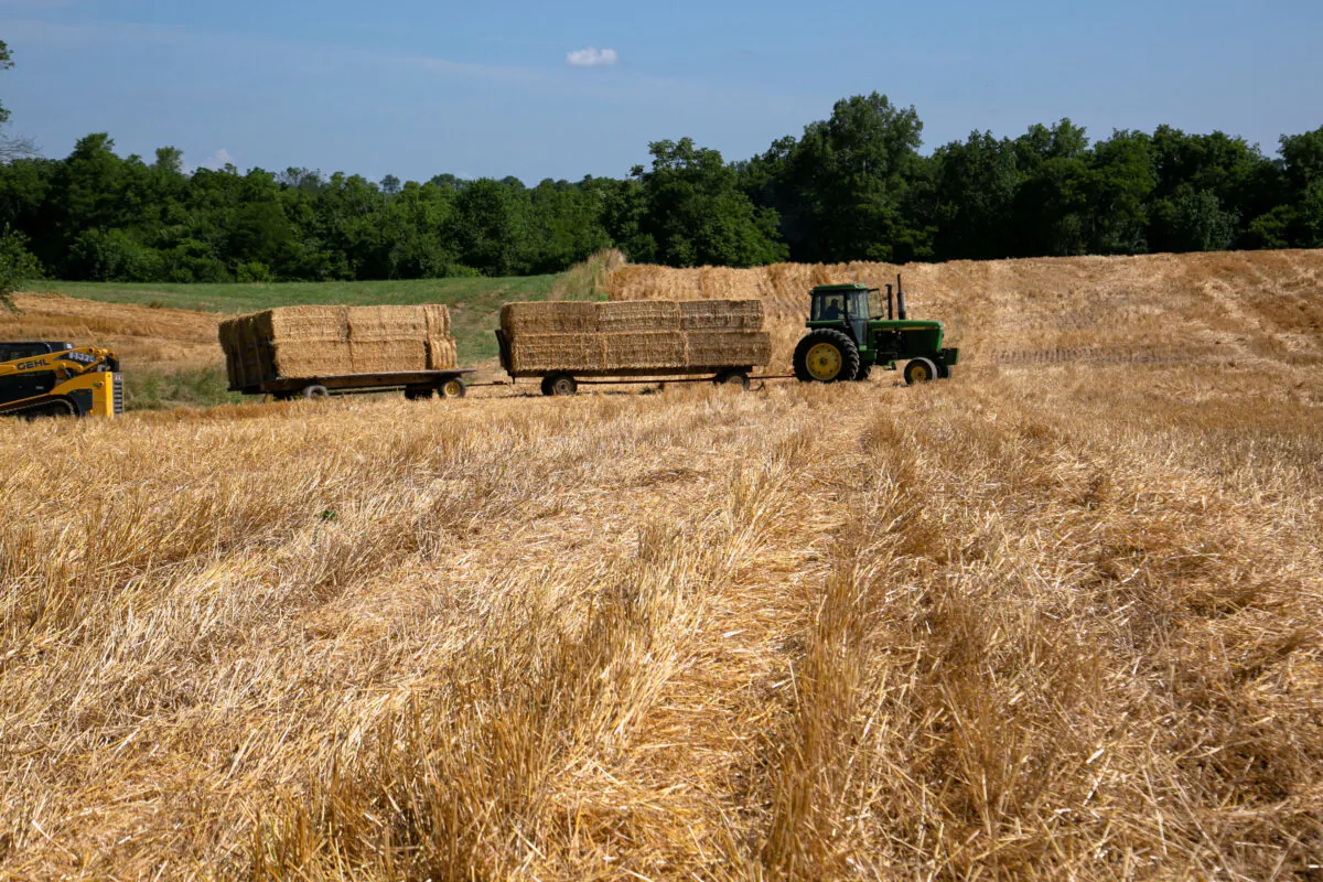 A tractor transports bales of straw after a harvest to clear the land for soybean plantation, during wheat harvest in Shelbyville, Ky., on June 29, 2021. (Amira Karaoud/Reuters)