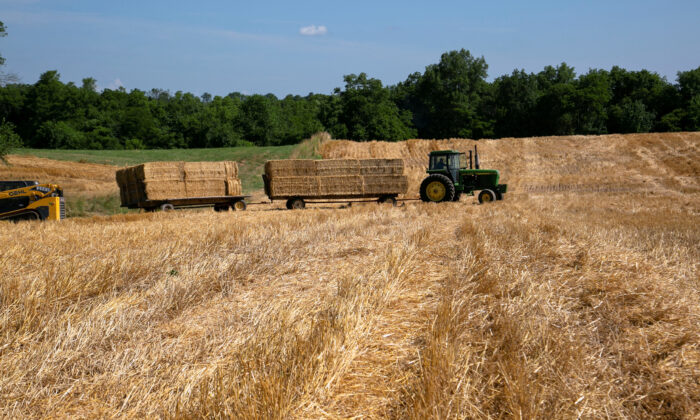 A tractor transports bales of straw after a harvest to clear the land for soybean plantation, during wheat harvest in Shelbyville, Ky., on June 29, 2021. (Amira Karaoud/Reuters)