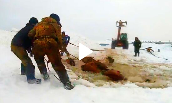 Astonishing Rescue of Seven Horses Trapped in Frozen Lake