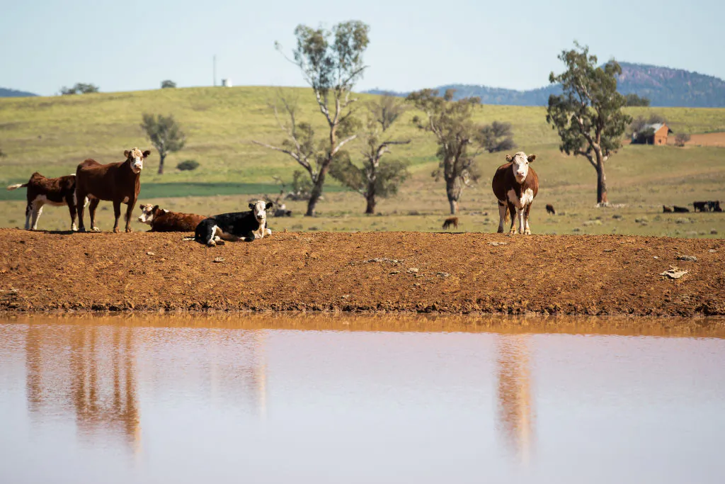 Cattle stand on the bank of a farm dam on a property between Tamworth and Gunnedah in north west New South Wales on May 4, 2020 in Gunnedah, Australia. (Mark Kolbe/Getty Images)