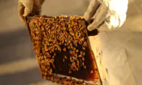 Australia Ramps up Bee Eradication as Varroa Mite Infestation Grows