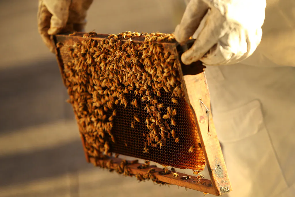 A person holds a honeycomb cell for hive inspection at the Shangri-La Hotel in Sydney, Australia, on May 14, 2021. (Lisa Maree Williams/Getty Images)
