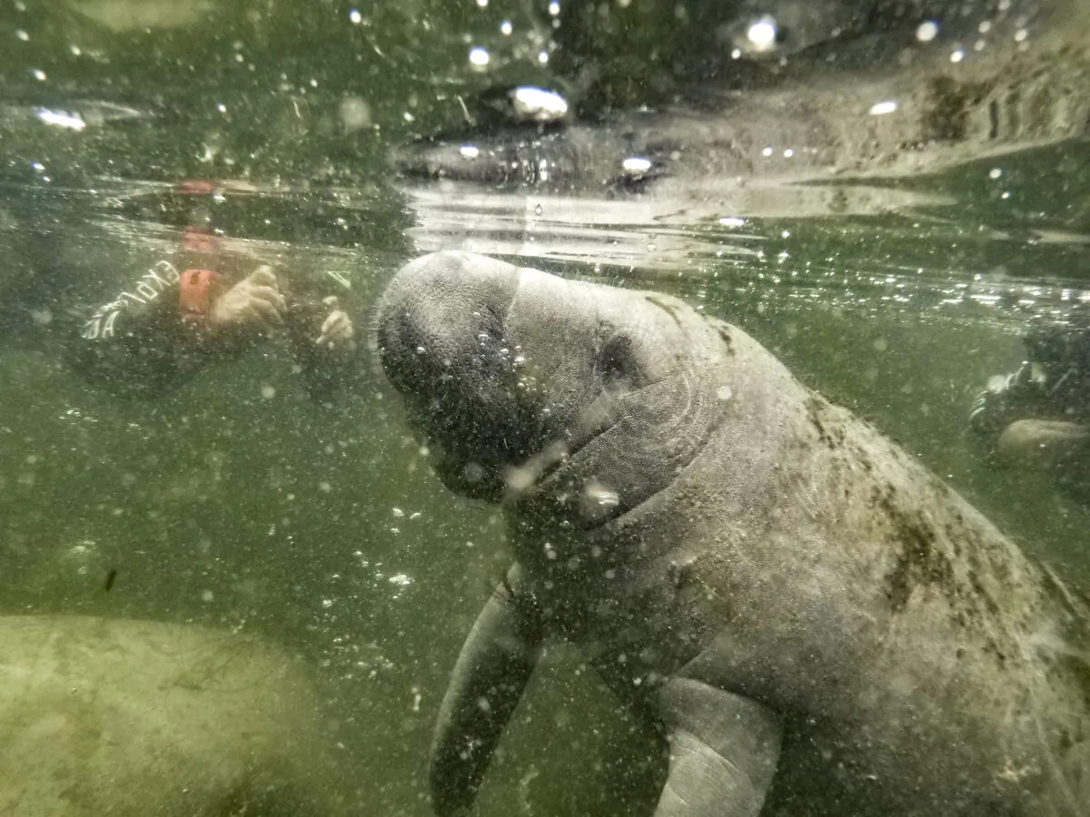 A manatee rises to the surface for air while people on a manatee tour float nearby in March 2015 in Crystal River, Florida. (Courtesy of Martha Asencio-Rhine/Tampa Bay Times/TNS)