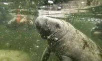 How to Swim With the Manatees of Florida’s Crystal River