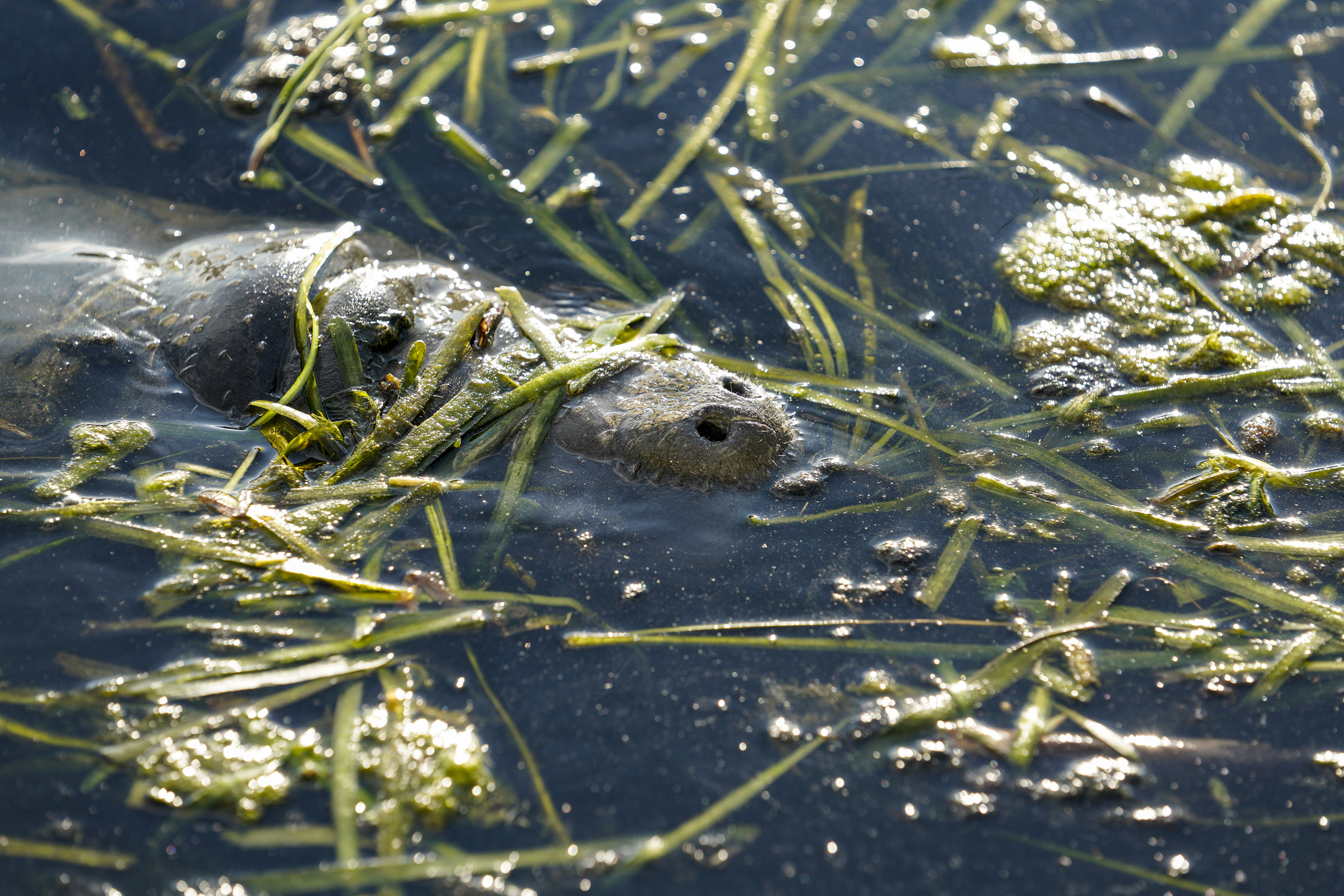 A manatee comes up for air in Kings Bay on Crystal River on Sept. 13, 2022.
