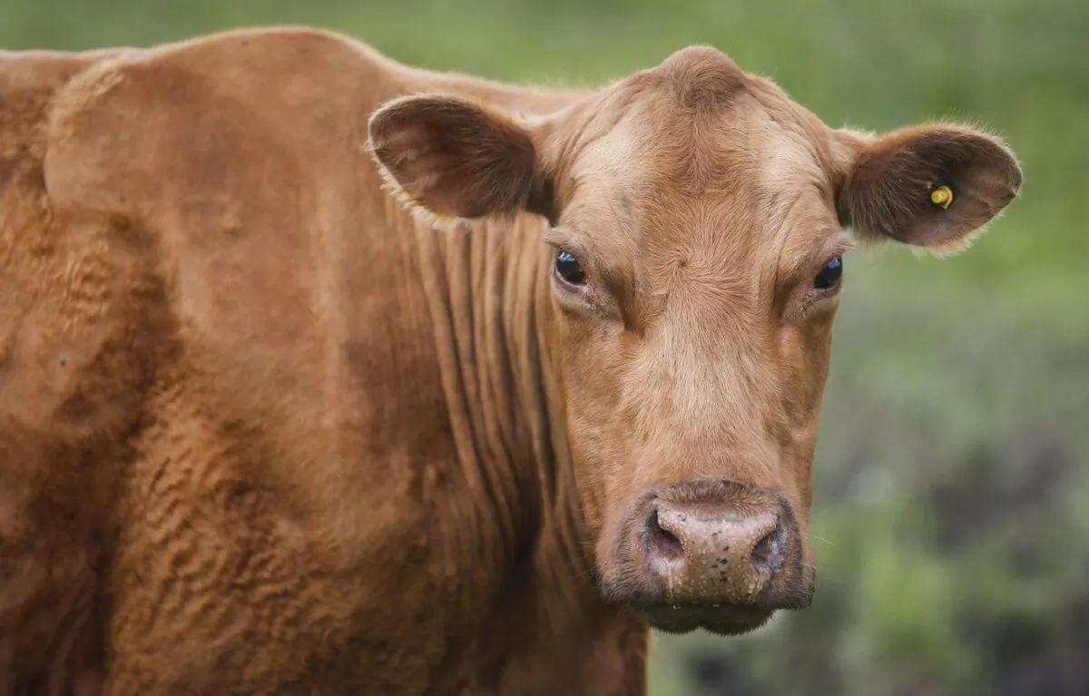 Cows and their calves graze in a pasture on a farm near Cremona, Alta., June 26, 2019. (The Canadian Press/Jeff McIntosh)
