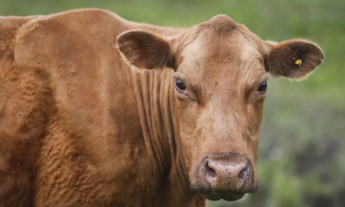 Cows and their calves graze in a pasture on a farm near Cremona, Alta., June 26, 2019. (The Canadian Press/Jeff McIntosh)
