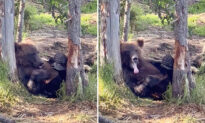 VIDEO: Cute, Lazy Bear Cub Lounges in the Trees, Waiting for Mom While She Fishes