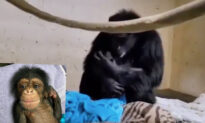 Video Captures Mama Chimpanzee’s Emotional Reunion With Her Baby 2 Days After Emergency C-Section