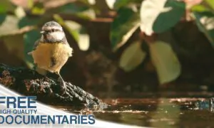 The Hidden Inhabitants of the Sierra Morena