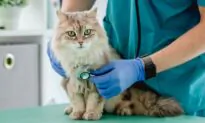 What You Need to Know About Pet Insurance Before Buying