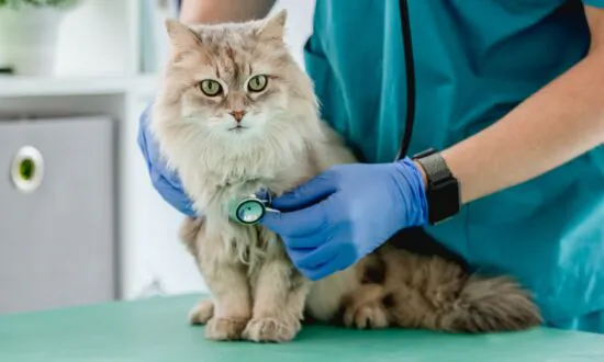What You Need to Know About Pet Insurance Before Buying