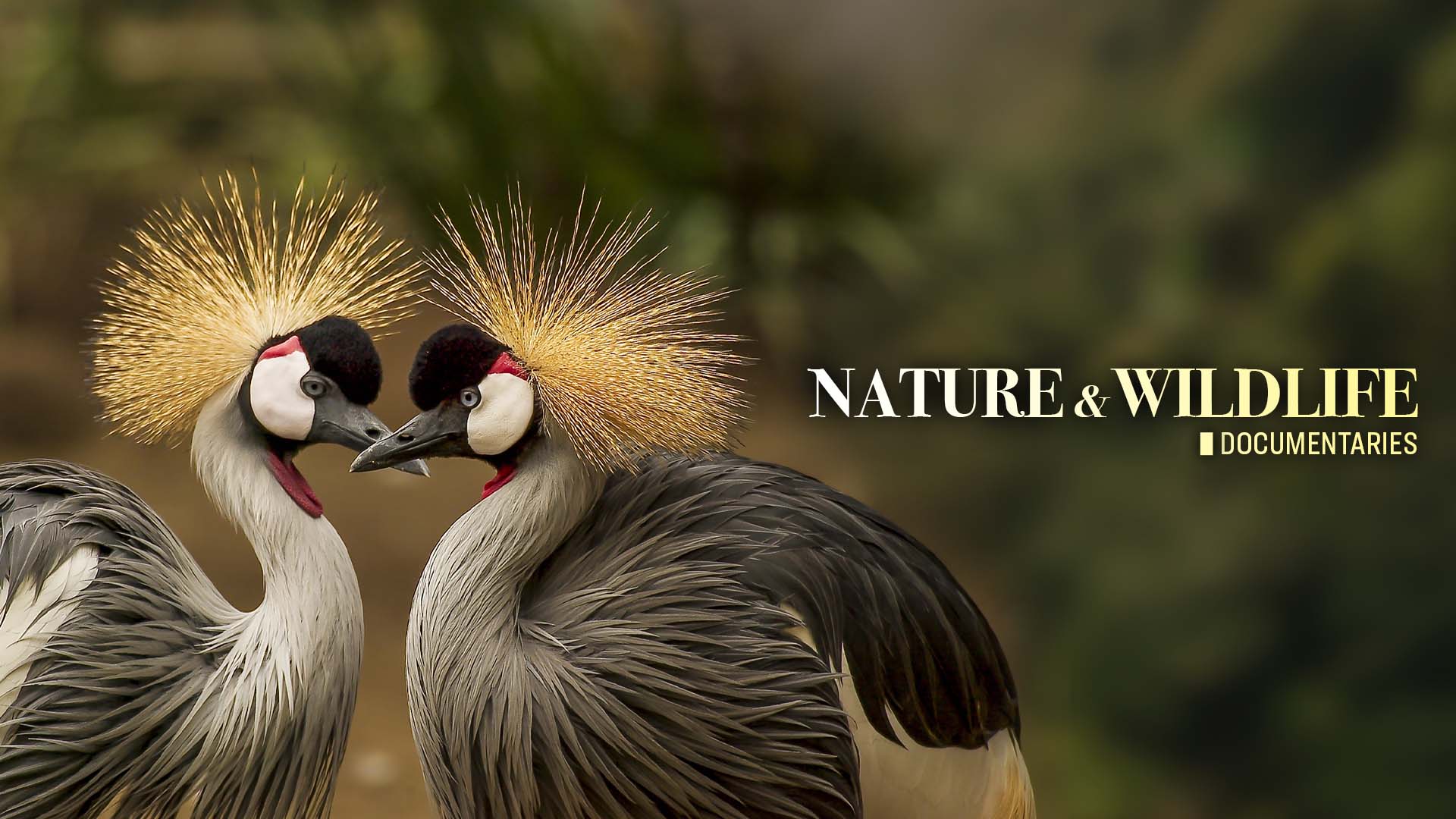 Nature and Wildlife Documentaries