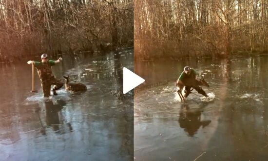 Family Rescues a Deer From Frozen Pond