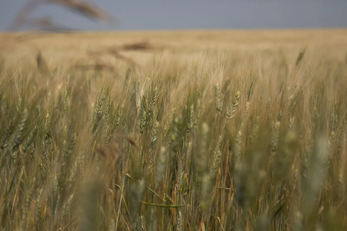 Durum wheat is shown in a field at the farm of Todd Lewis, then-president of the Agricultural Producers Association of Saskatchewan, near Gray, Sask., on July 29, 2021. (Kayle Neis/The Canadian Press)