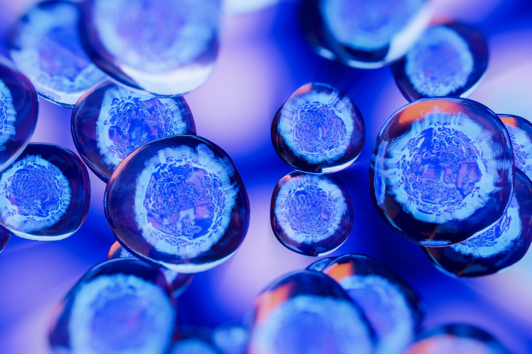 Stem cells come into play when we need to repair cells that are damaged due to various diseases and injuries. (Shutterstock)