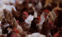 Avian Flu Outbreak Wipes out 50.54 Million US Birds, a Record